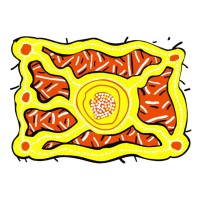 Kimberley Language Resource Centre